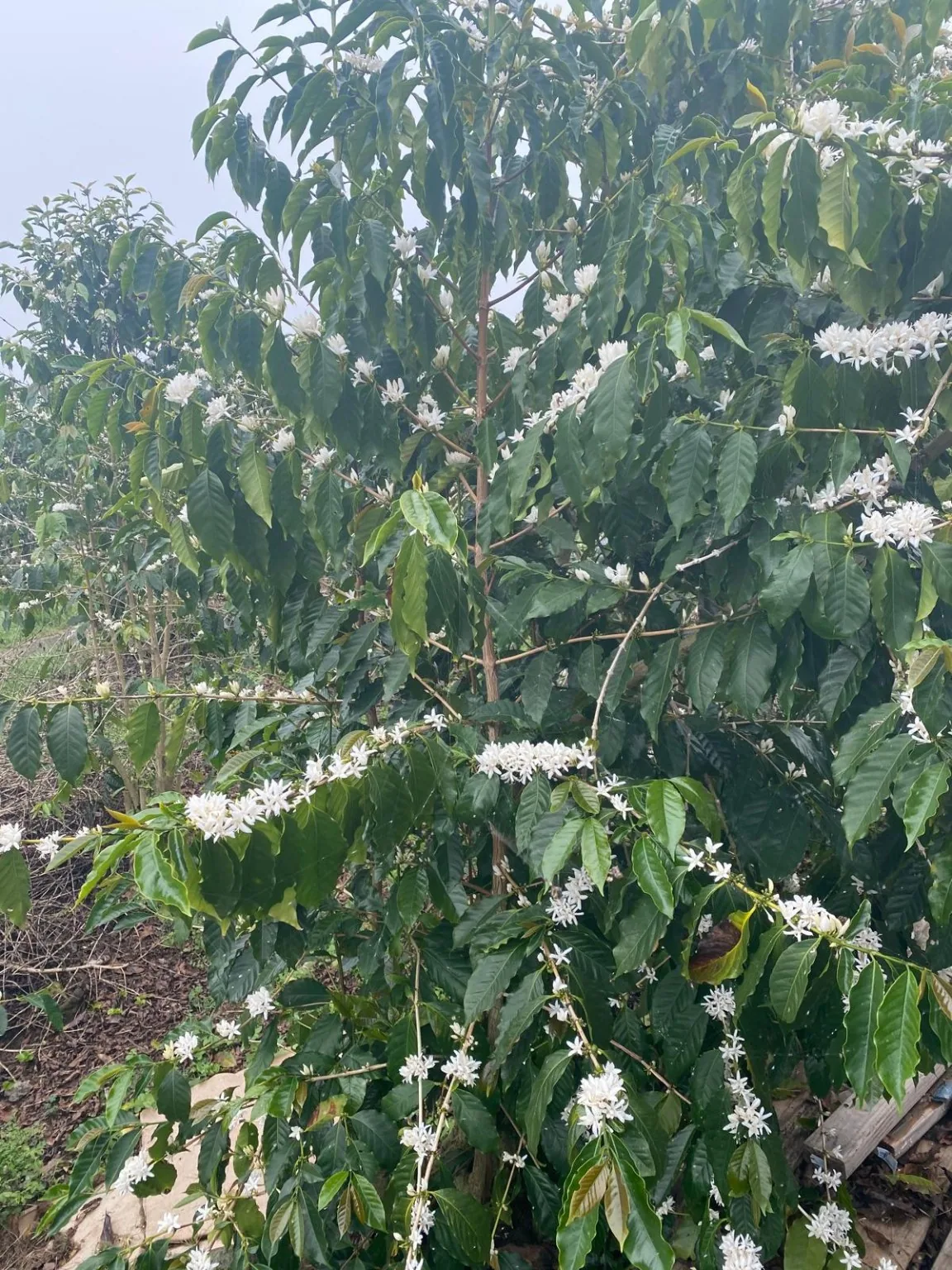 White coffee blossoms growing on the farm