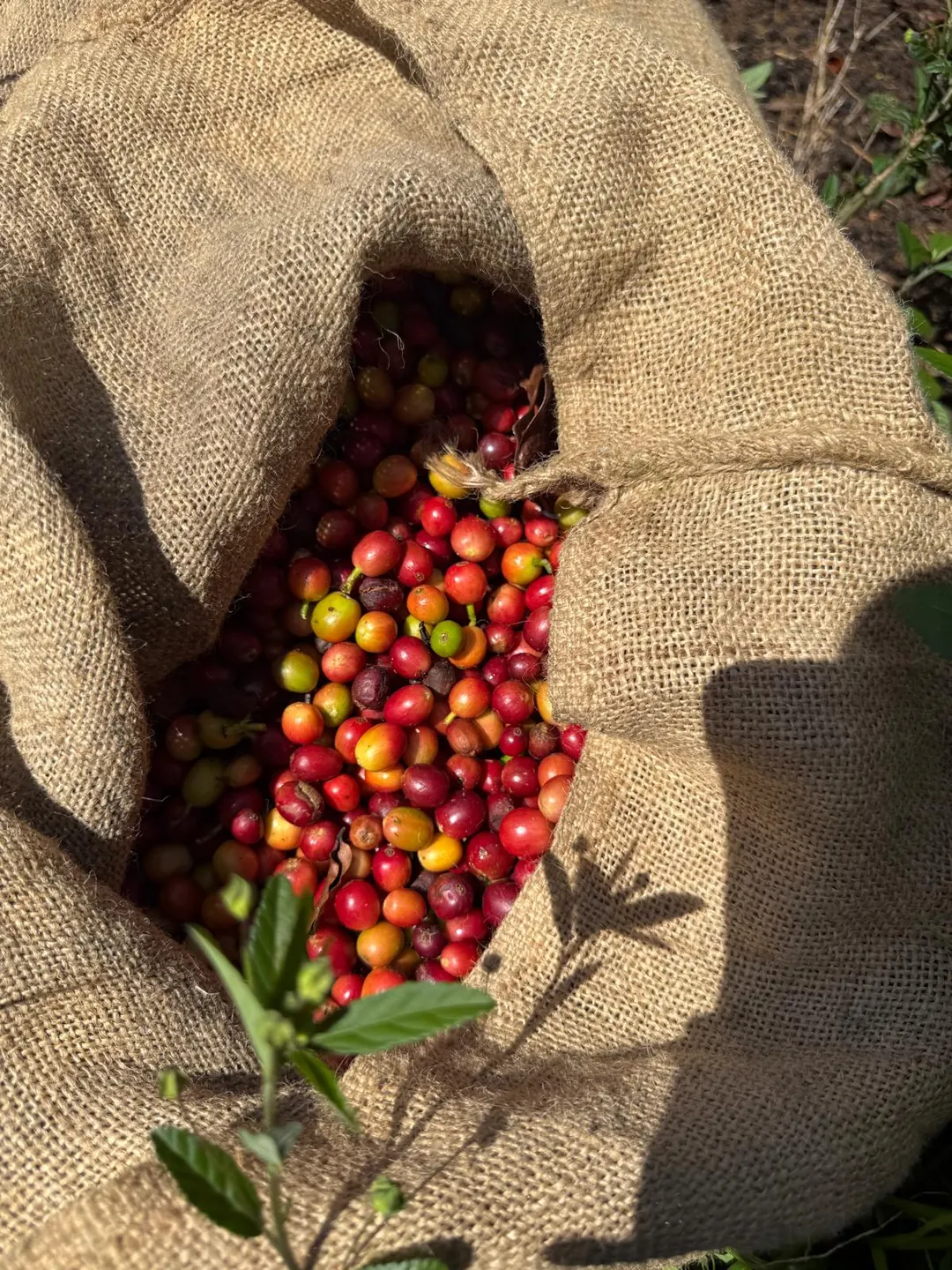 Hand-picked coffee cherries gathered in a harvest sack