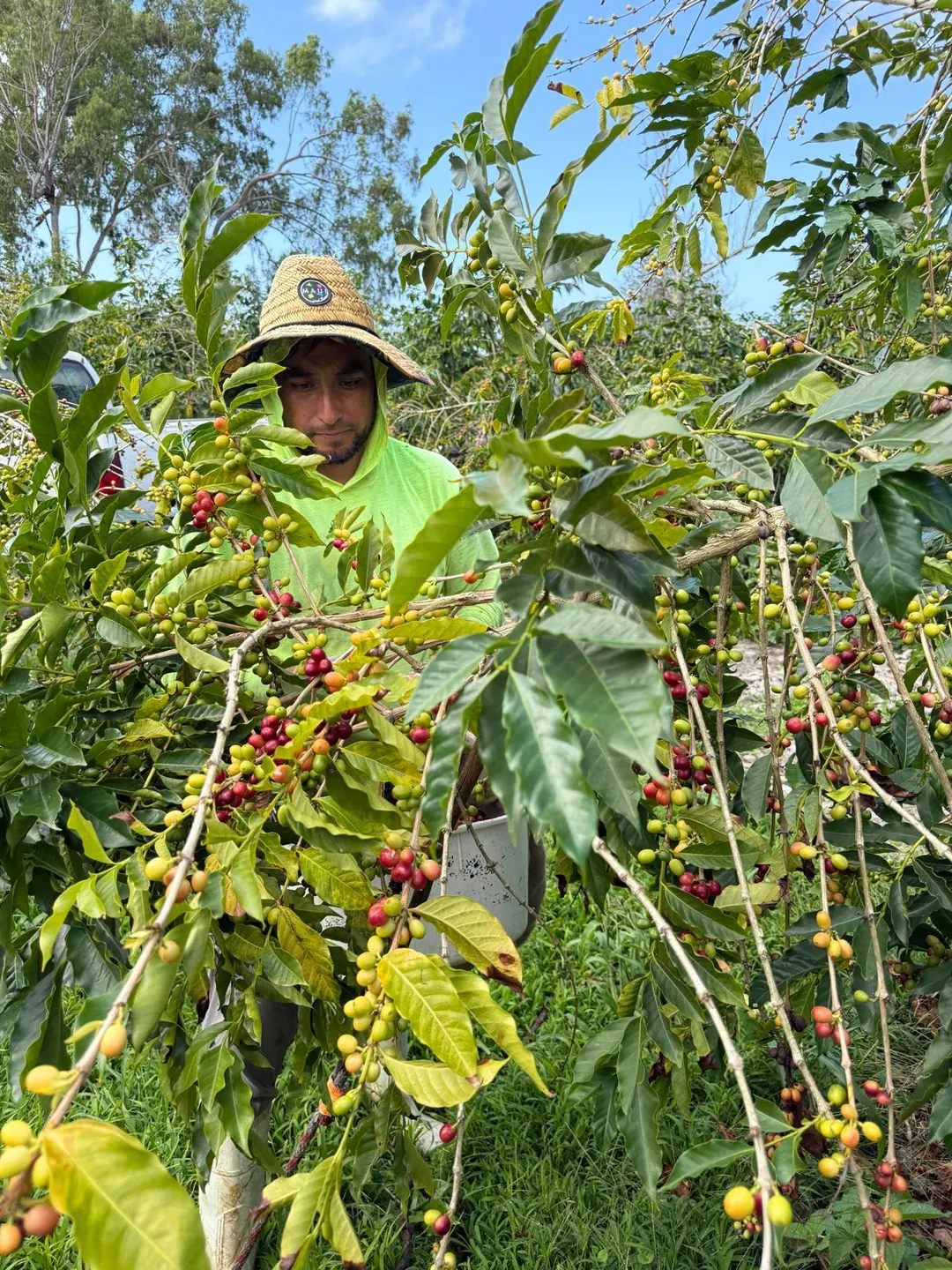 Coffee picker selecting ripe cherries by hand in Kona