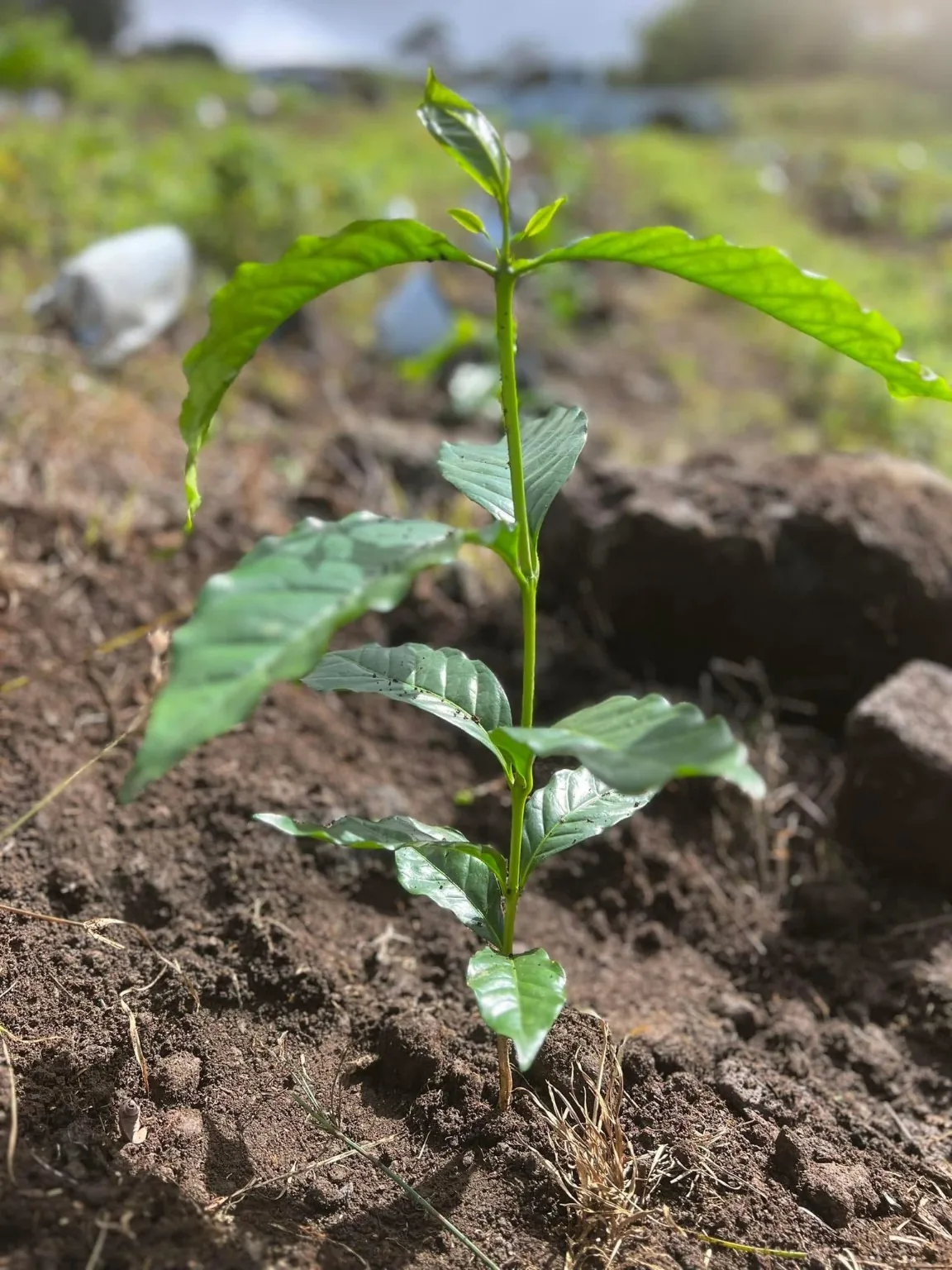 Young coffee plant growing in Kona soil