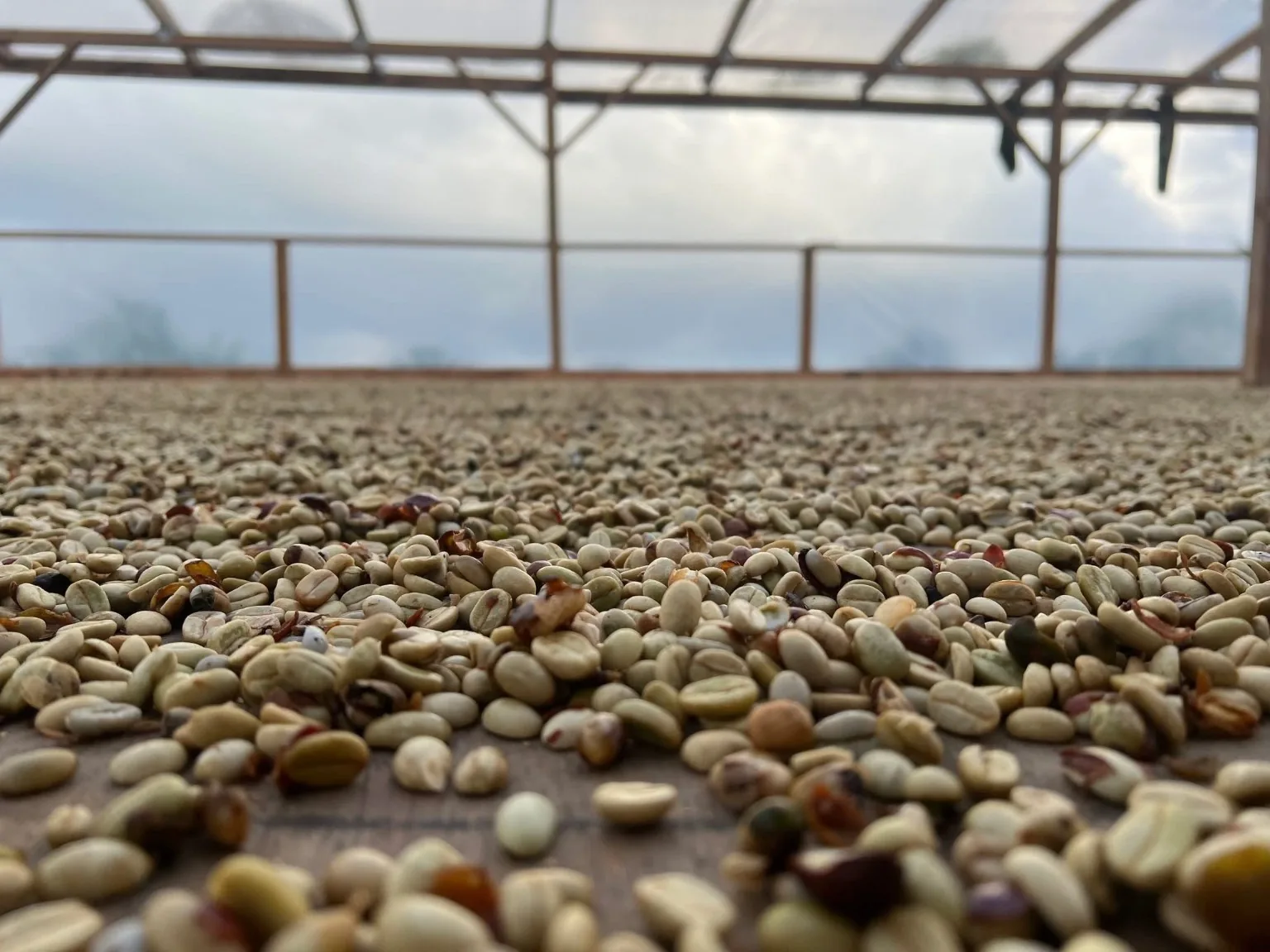 Coffee drying after harvest