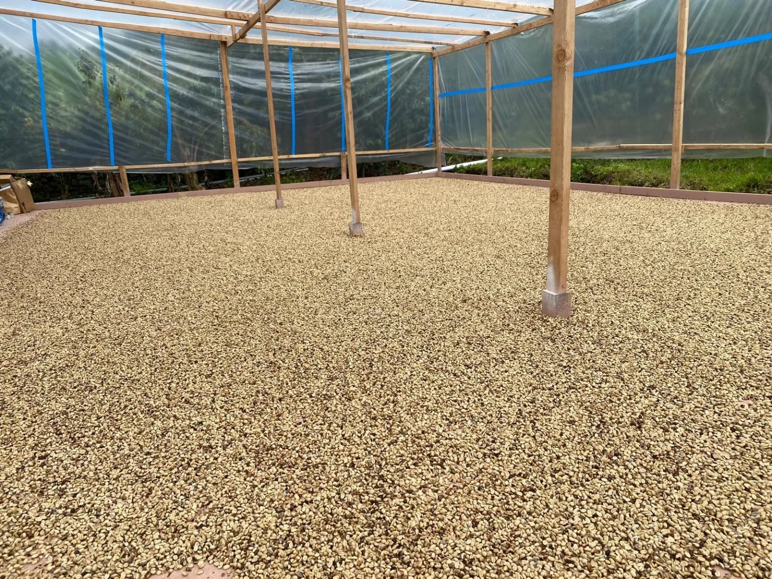 Green coffee drying at the farm