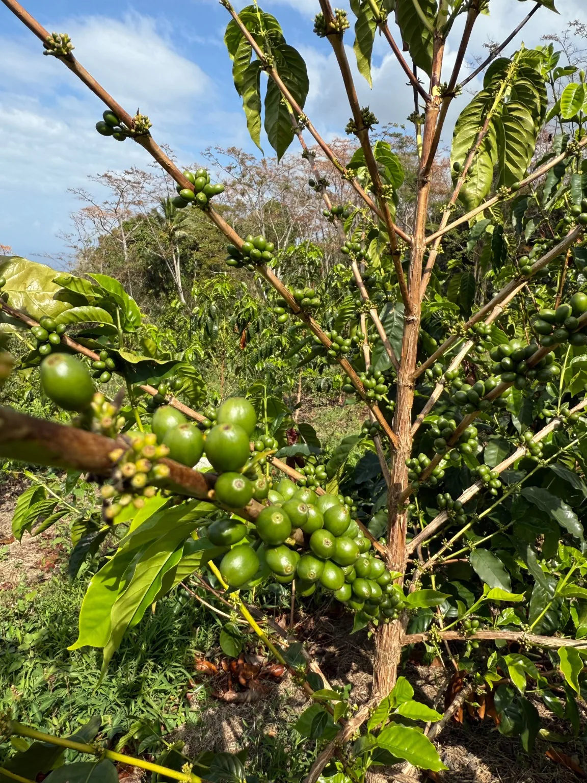 Green coffee cherries growing in Kona