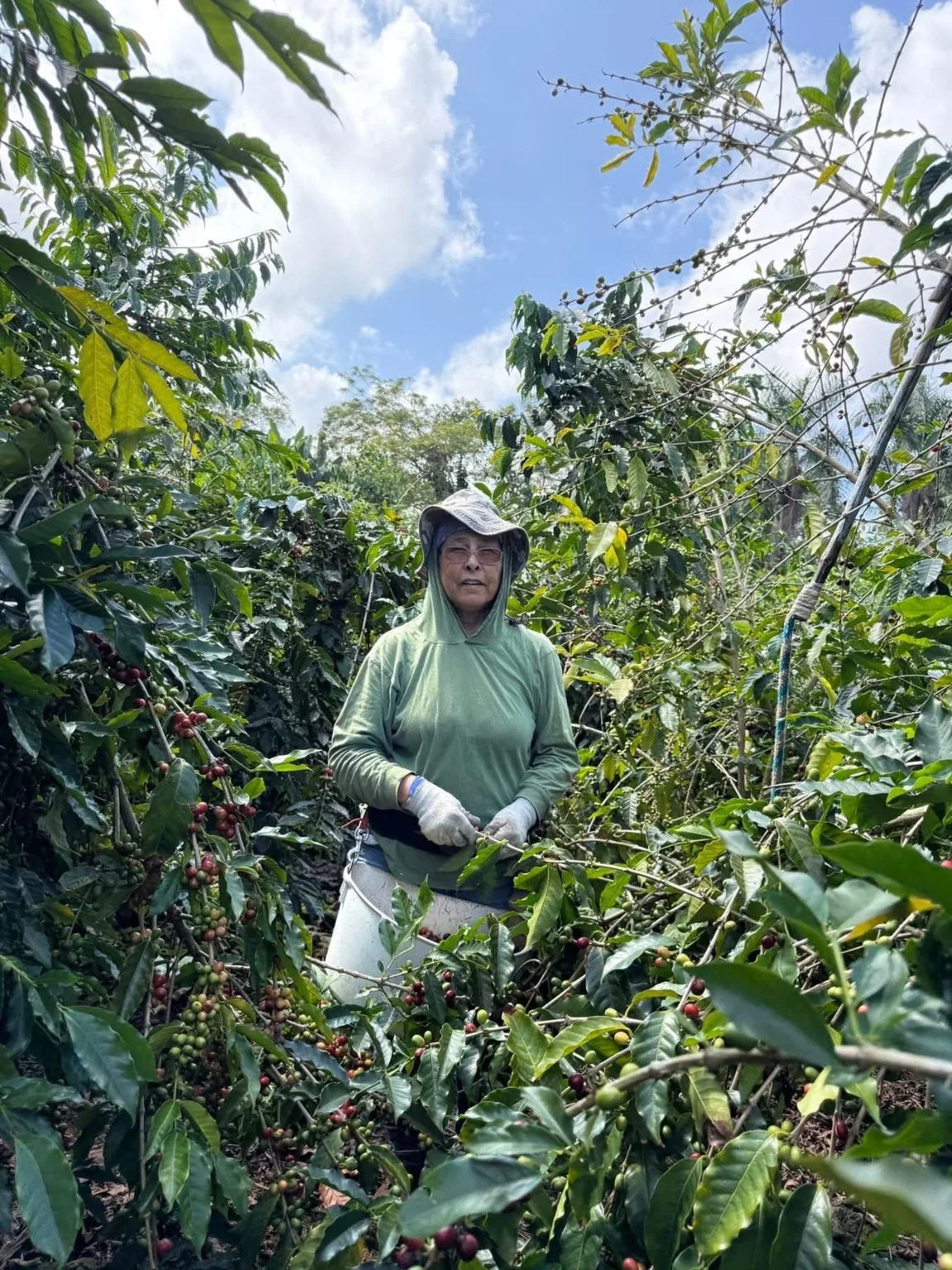 Person working among coffee trees during harvest