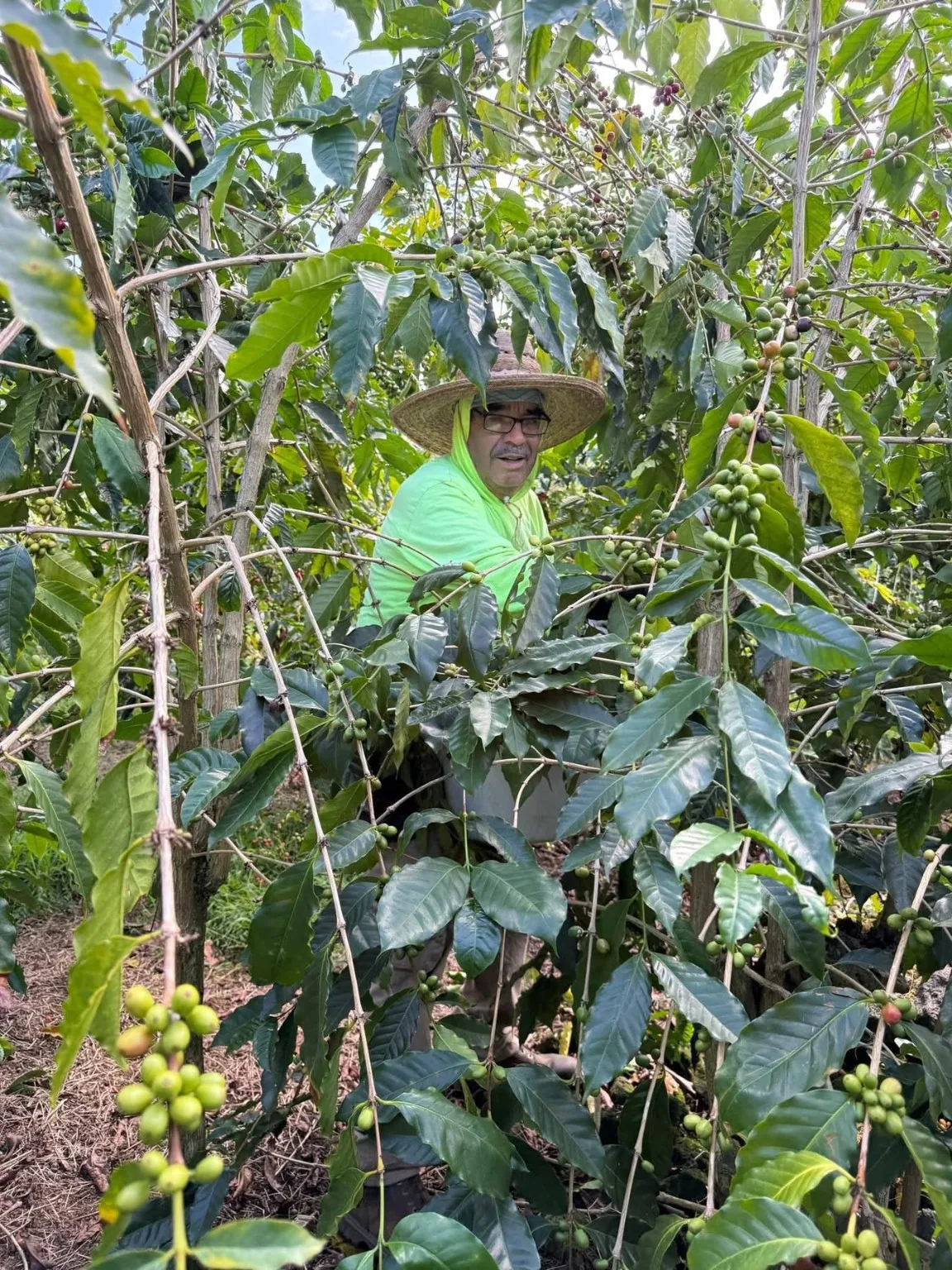 Farm worker surrounded by coffee plants