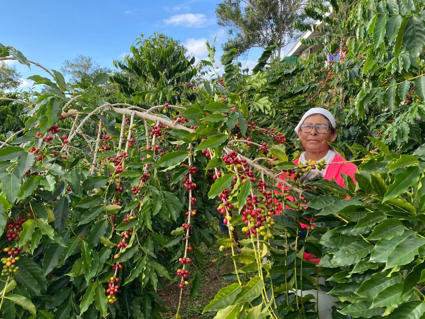 A woman working among coffee trees heavy with ripe cherries