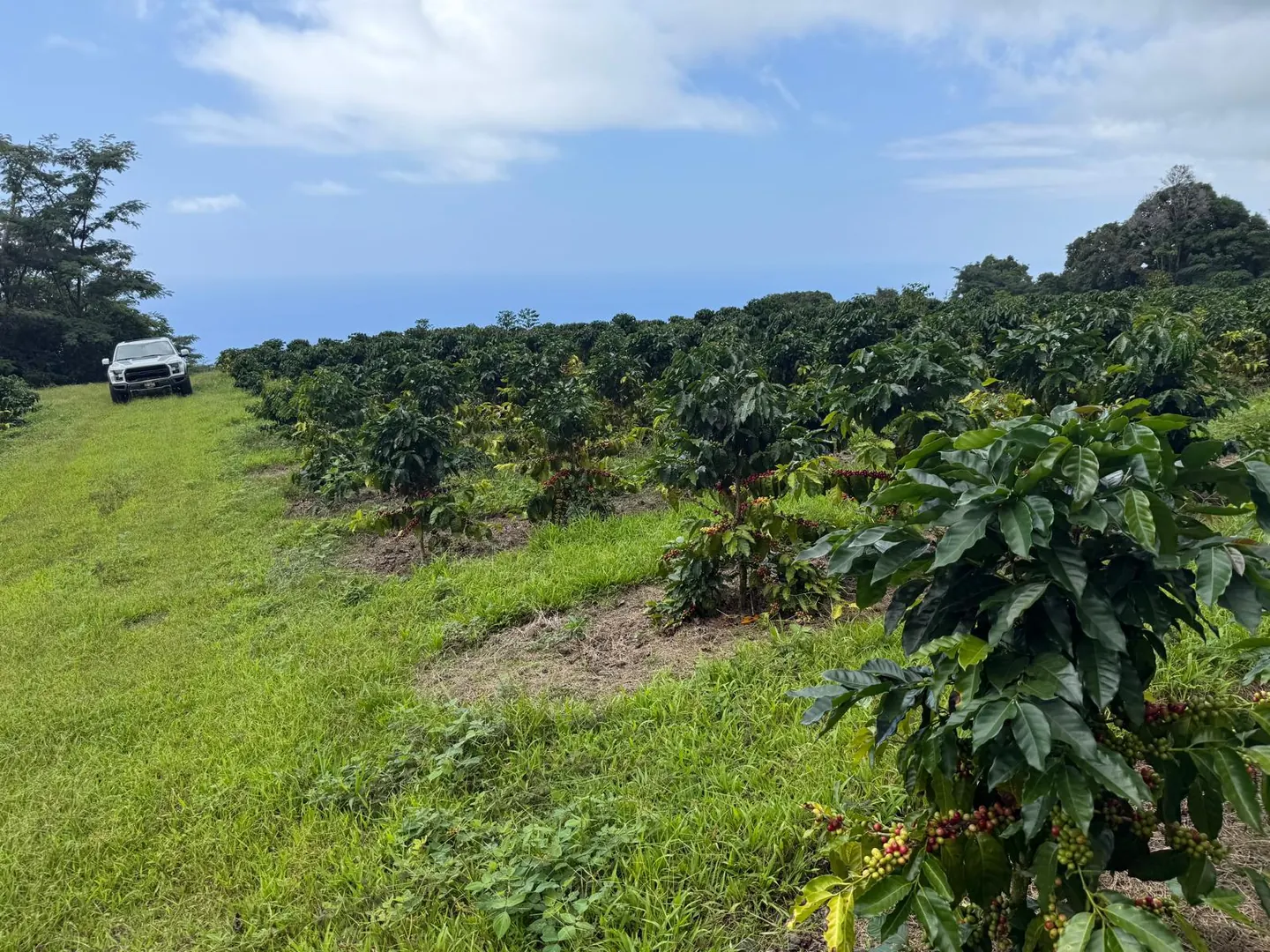 Kona coffee farm overlooking the Pacific Ocean