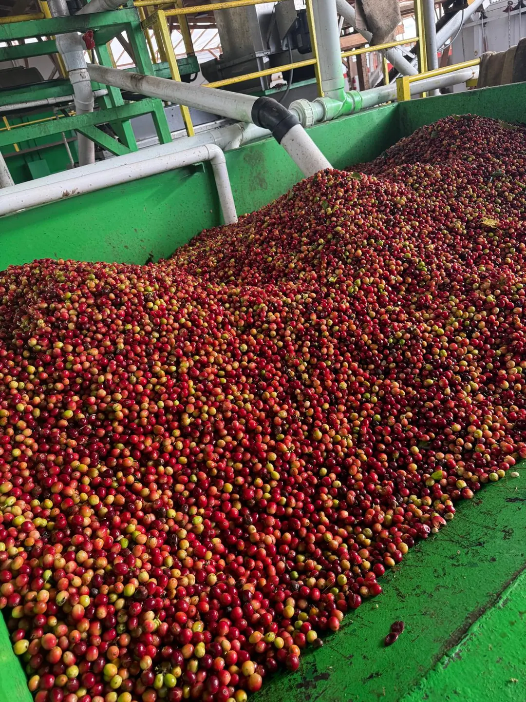 Freshly harvested coffee cherries entering the wet mill